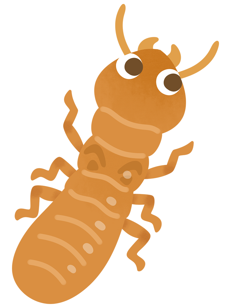 イエシロアリ(羽なし)