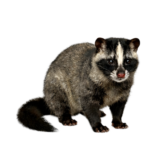 害獣(ハクビシン)